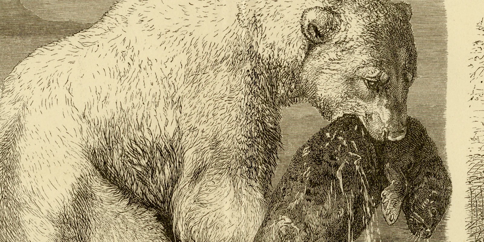 Bären ca 1882 historische Grafik Holzstich