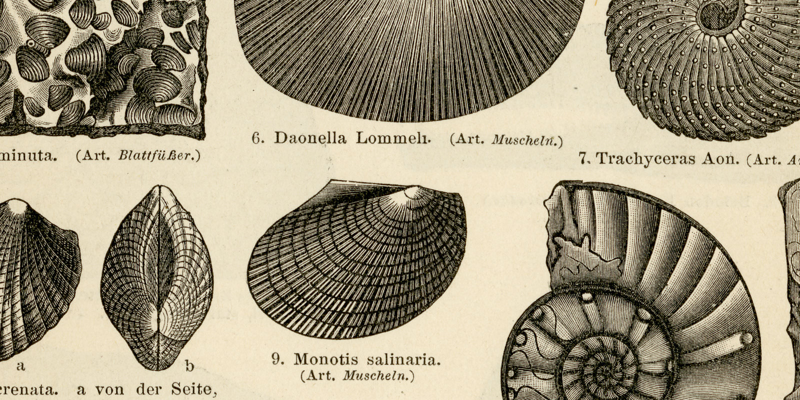 Triasformation I - II ca 1897 historische Bildtafel Holzstich