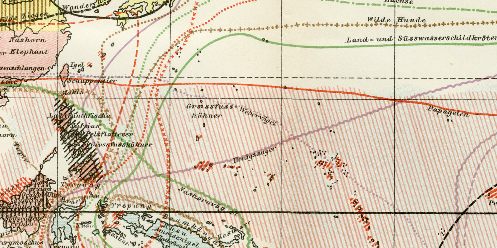 Tiergeographie I historische Landkarte Lithographie ca 1892