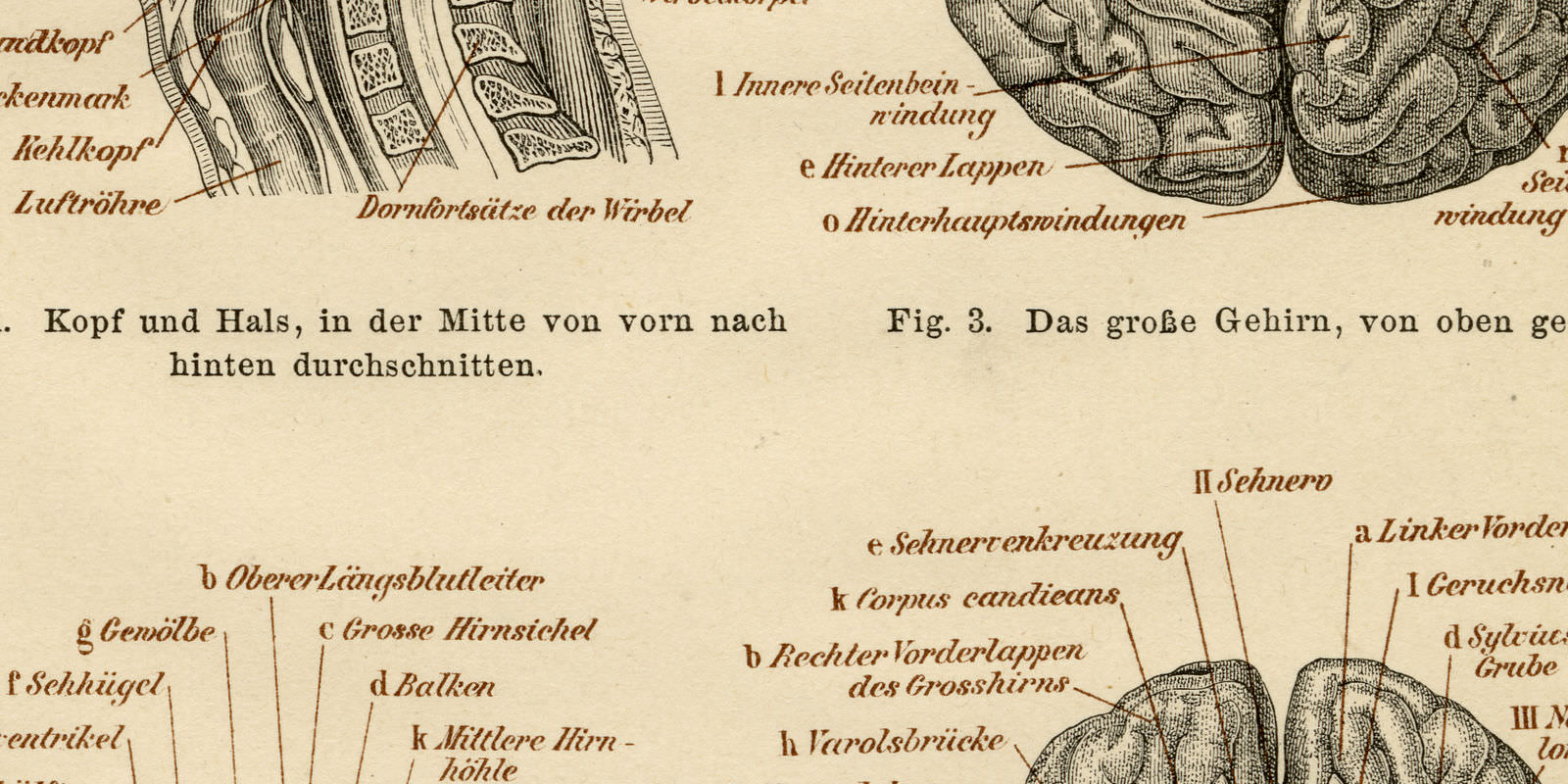 Gehirn des Menschen historische Bildtafel ca 1887 Holzstich