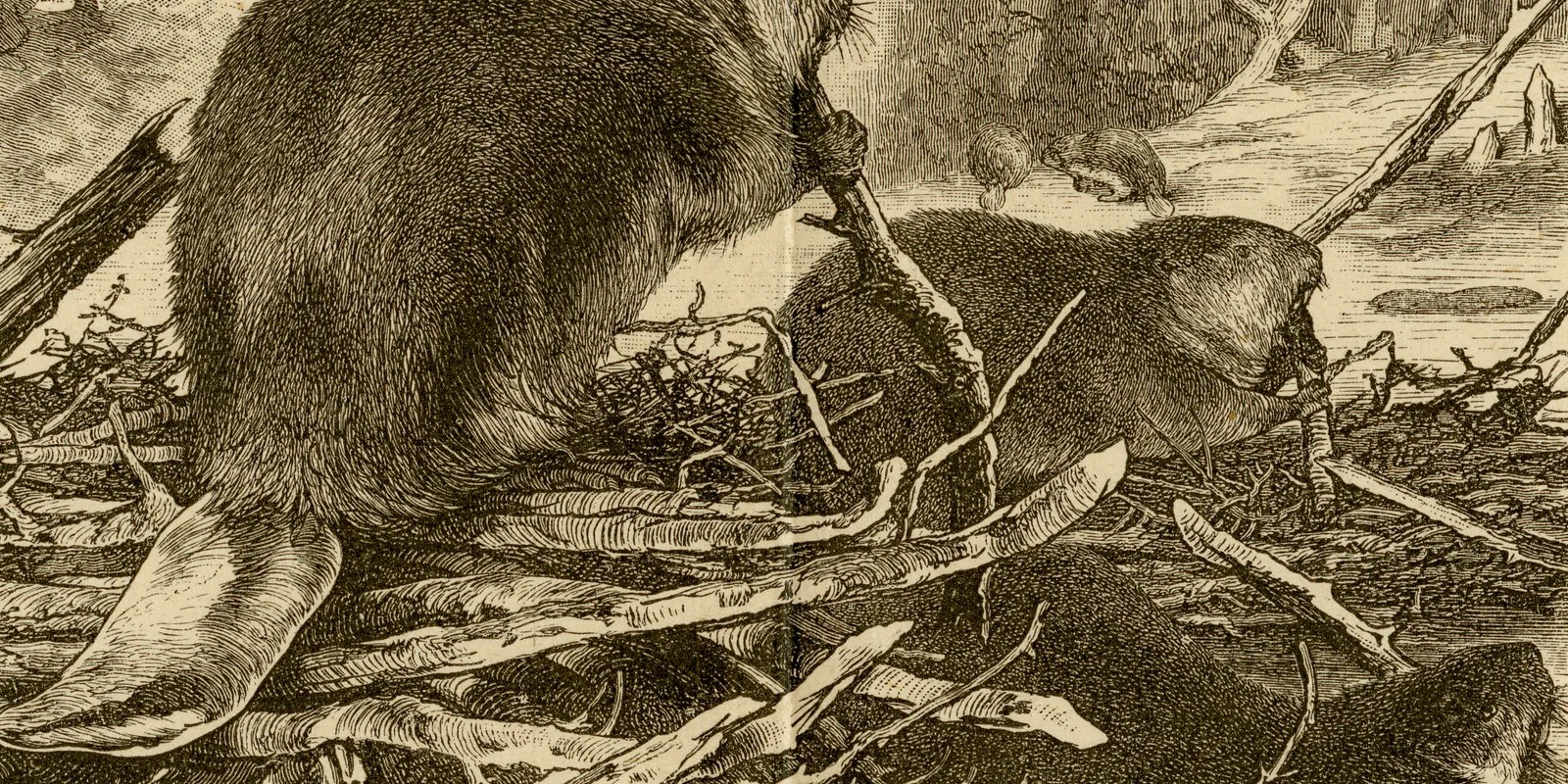 Nagetiere I ca 1885 historische Grafik Holzstich