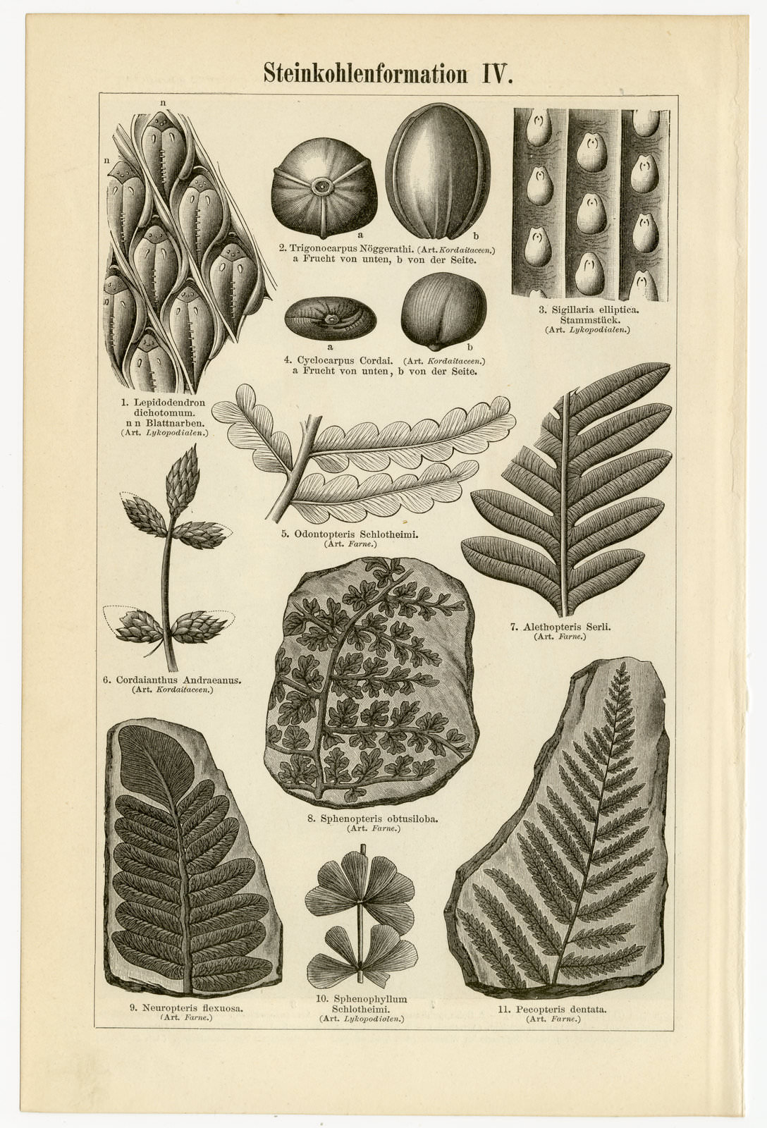 Steinkohleformation III - IV ca 1897 historische Bildtafel Holzstich