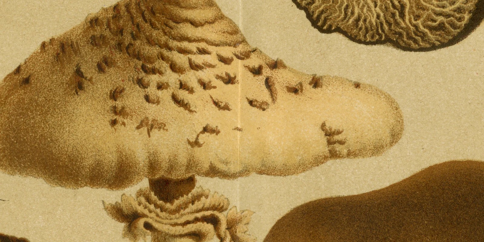 Essbare Pilze ca 1886 historische Grafik Chromolithographie