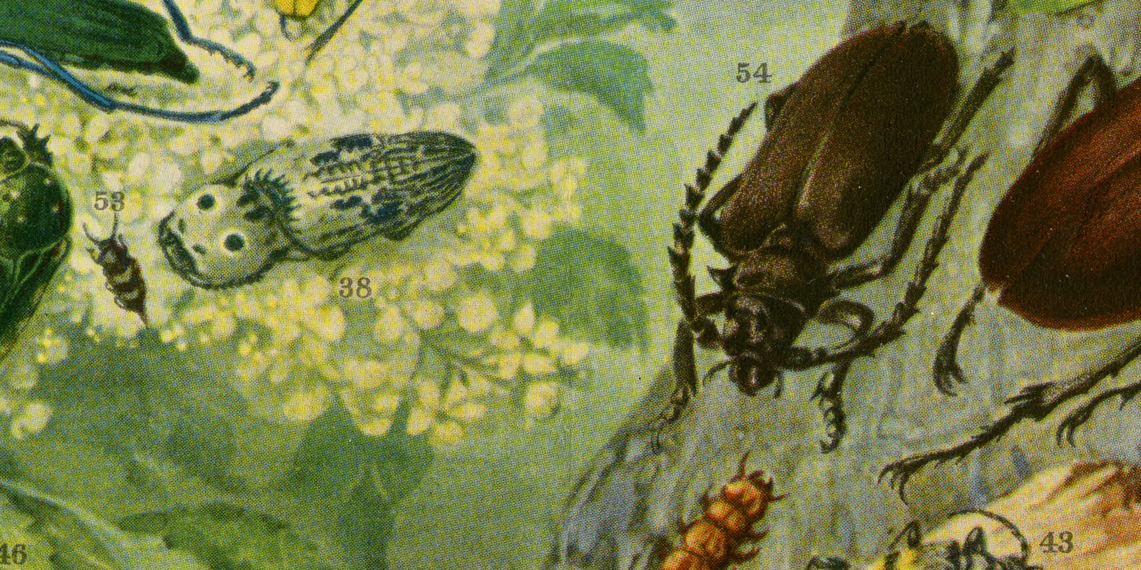 Käfer I Europäische Käfer ca 1927 historische Bildtafel Chromotypie