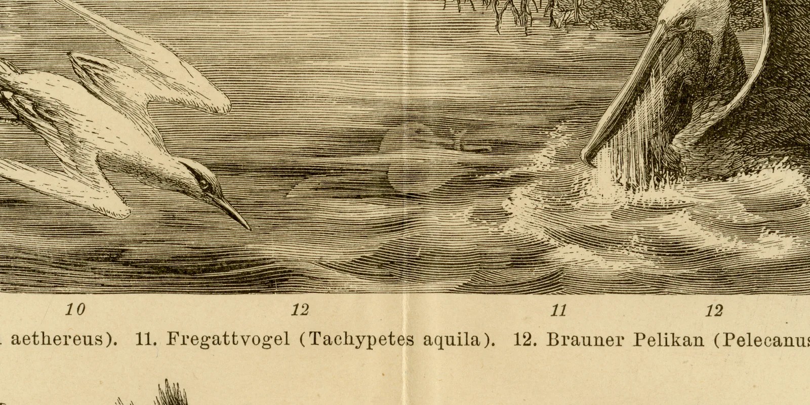 Schwimmvögel I ca 1886 historische Grafik Holzstich