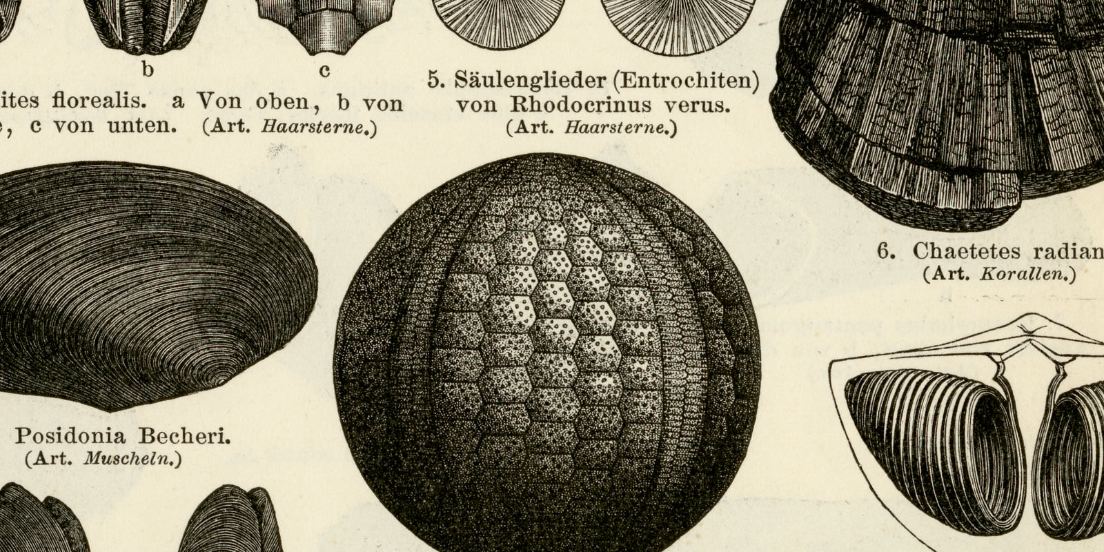 Steinkohleformation I - II ca 1897 historische Bildtafel Holzstich