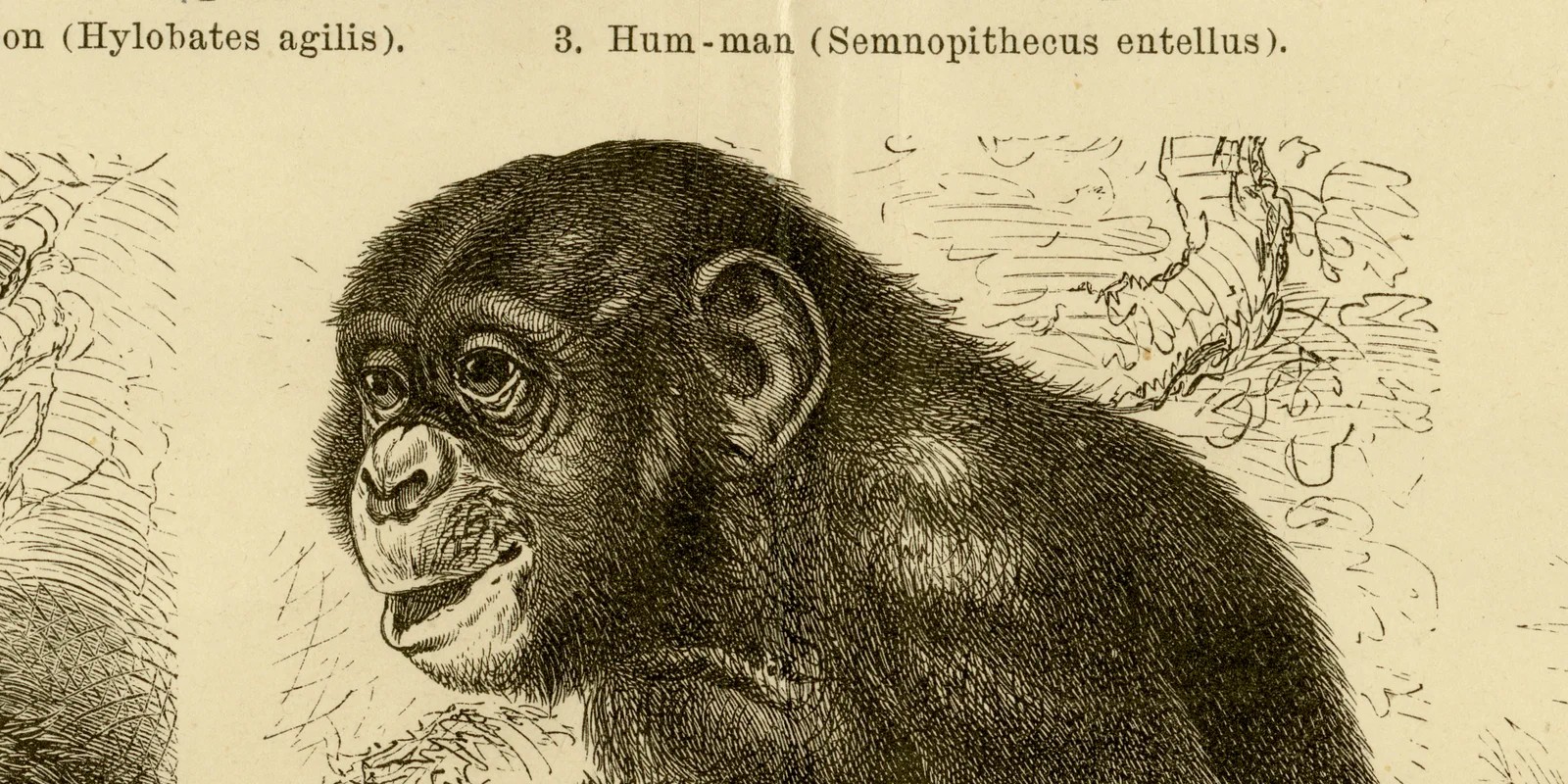 Affen der alten Welt I ca 1882 historische Grafik Holzstich