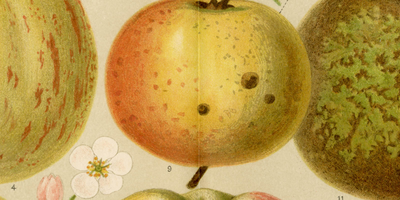 Apfelsorten System Diel-Lucas ca 1898 historische Bildtafel Chromolithographie