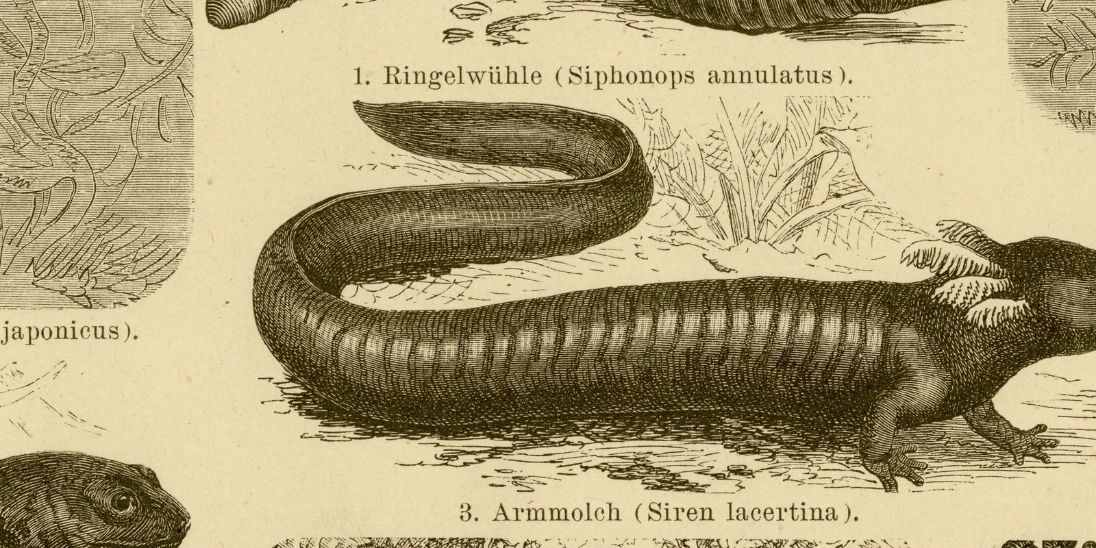 Lurche I ca 1885 historische Grafik Holzstich