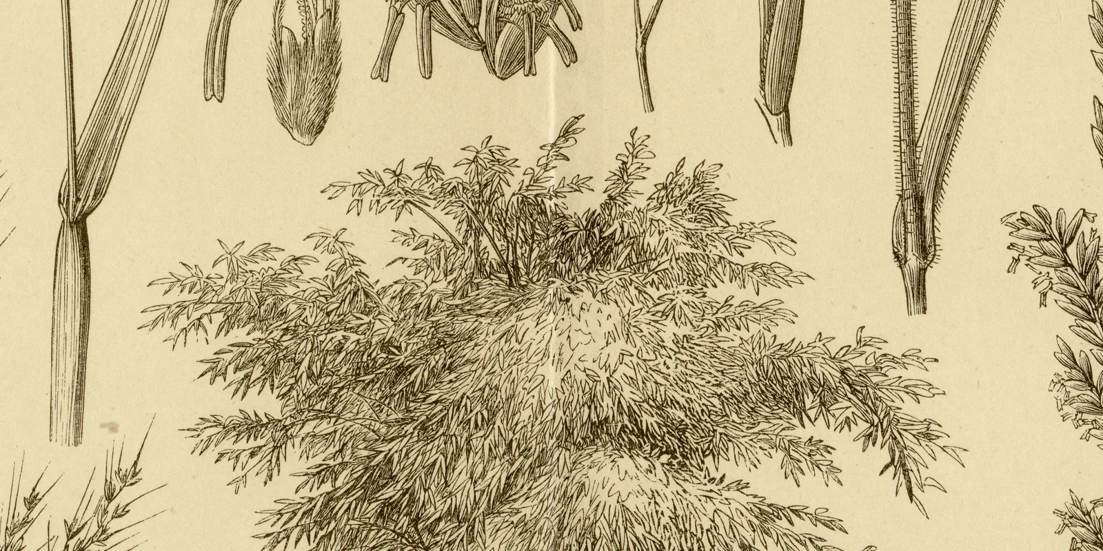 Gramineen ca 1884 historische Grafik Holzstich