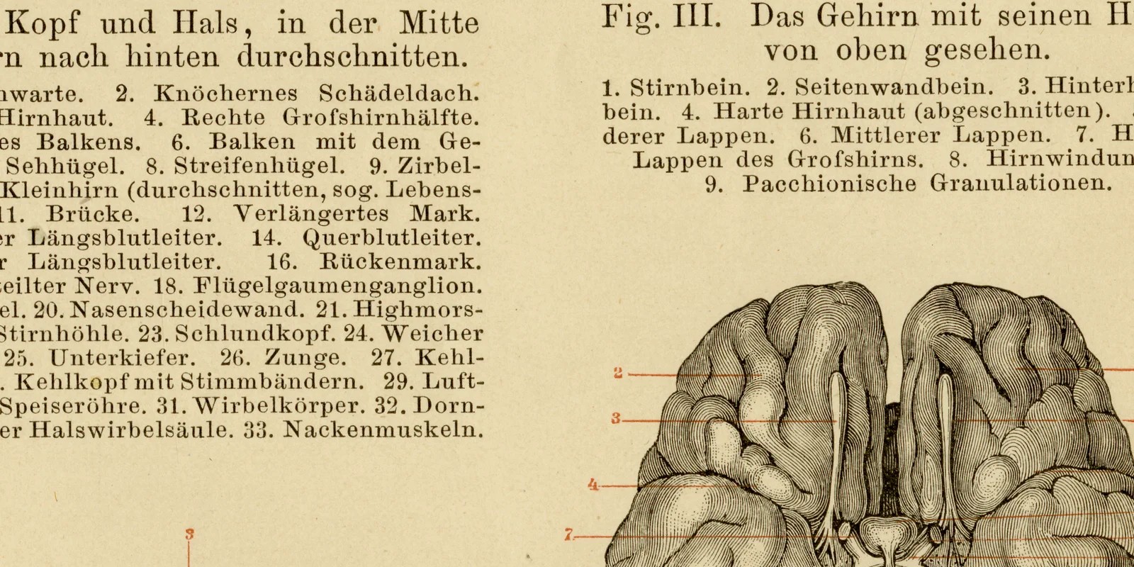 Gehirn des Menschen ca 1884 historische Grafik Holzstich