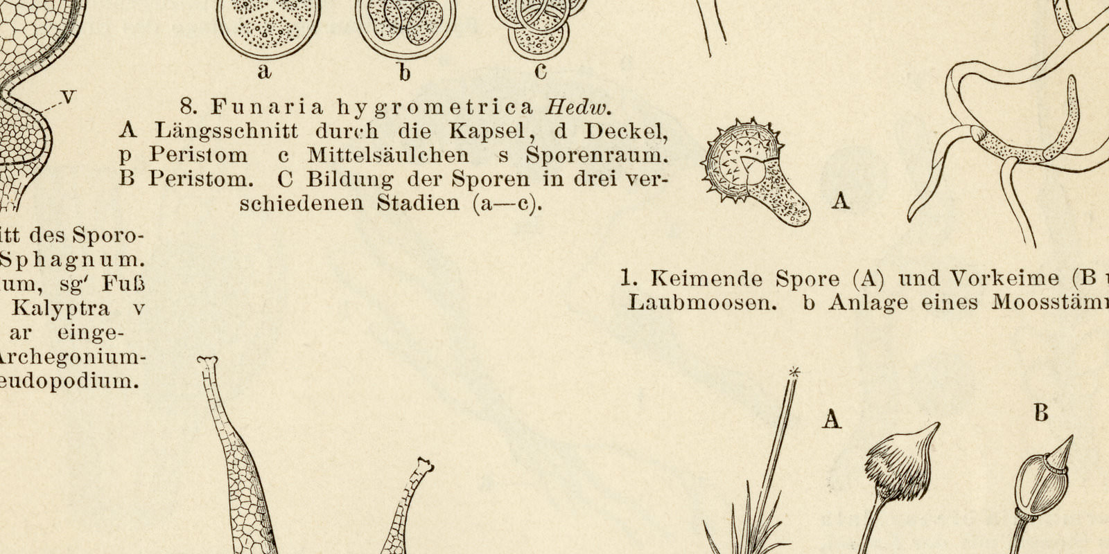 Moose II - III ca 1896 historische Bildtafel Holzstich