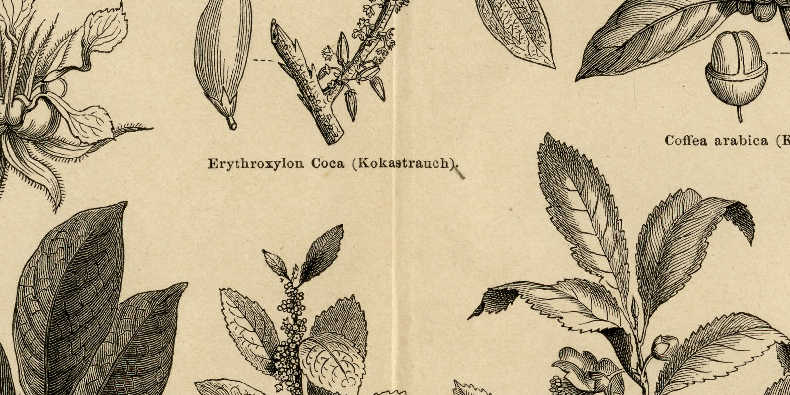 Genußmittelpflanzen historische Bildtafel ca 1887 Holzstich
