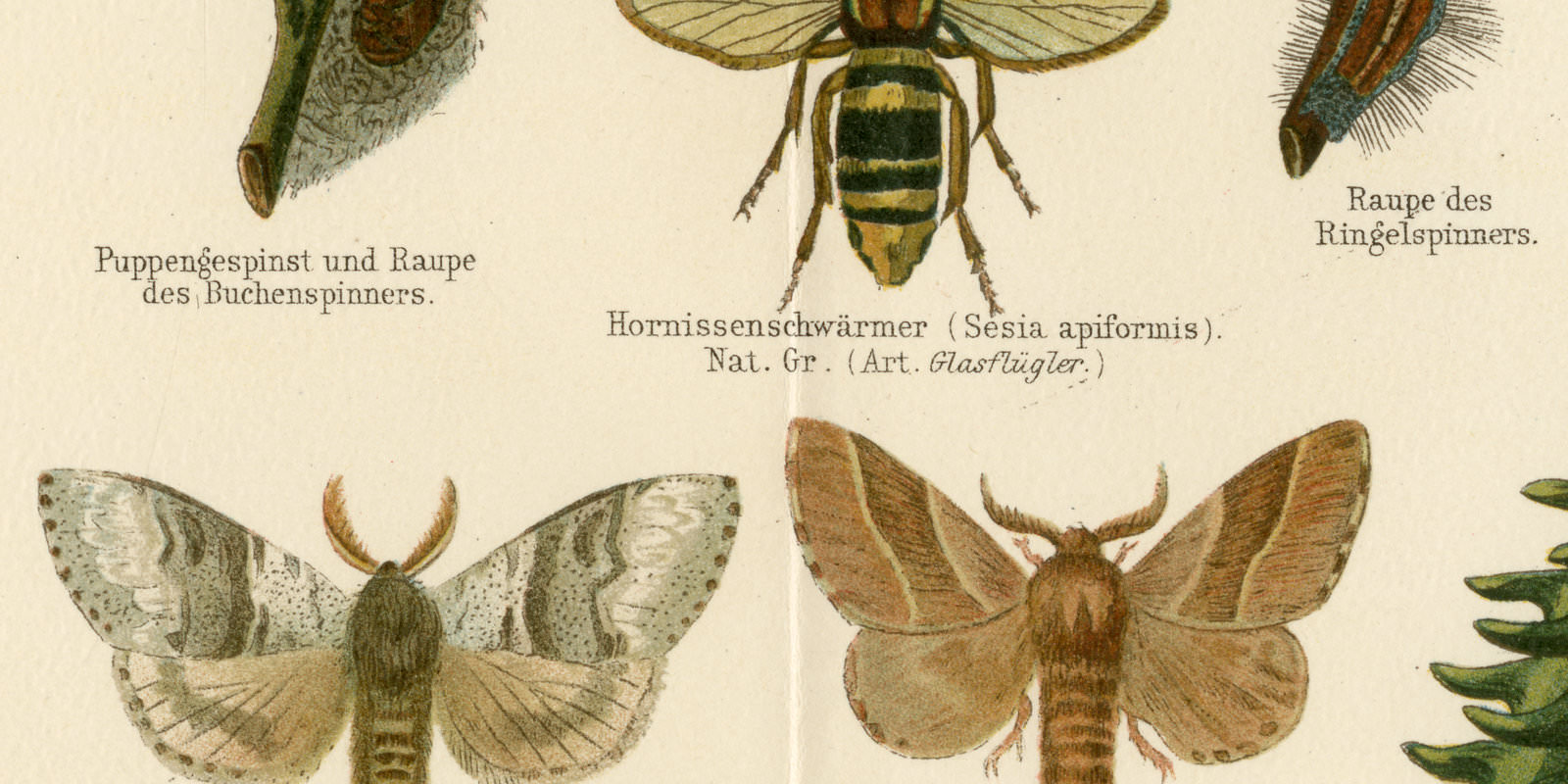 Schmetterlinge I ca 1897 historische Bildtafel Chromolithographie