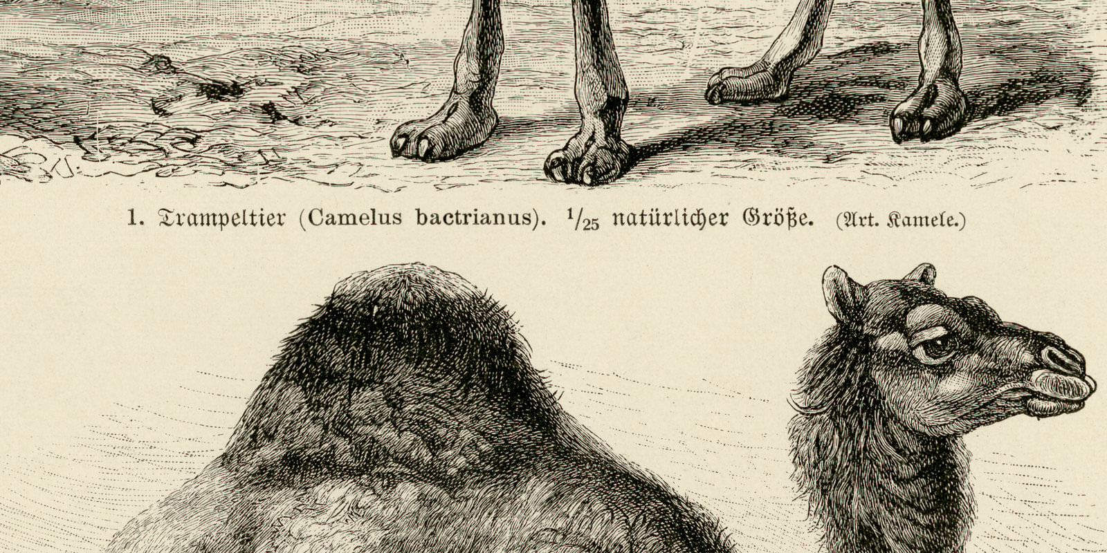 Kamele I - II ca 1927 historische Bildtafel Holzstich
