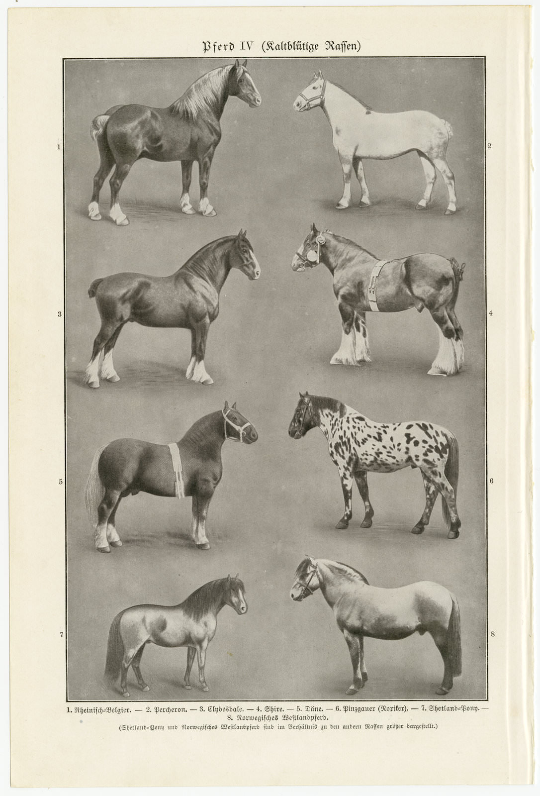 Pferd III - IV ca 1928 historische Bildtafel Autotypie
