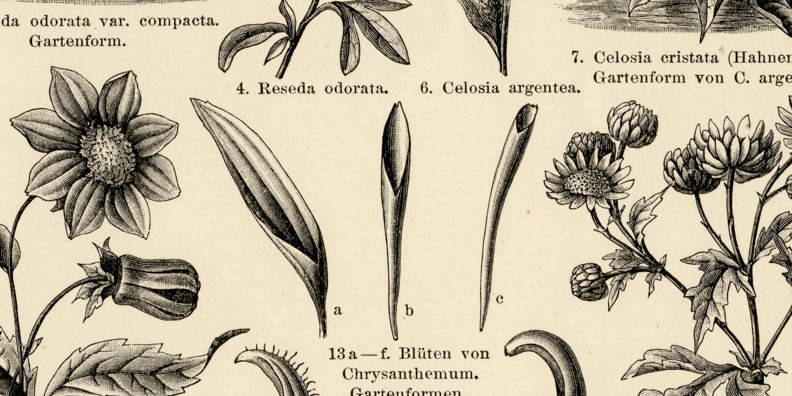 Entstehung der Gartenpflanzen II ca 1901 historische Bildtafel Holzstich