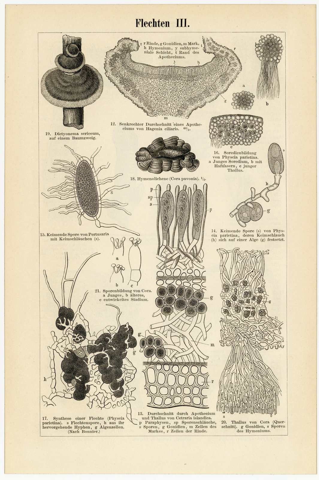 Flechten II - III ca 1894 historische Bildtafel Holzstich