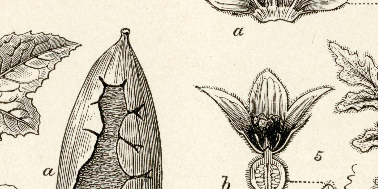 Campanulinen Dikotyledonen Sympetalen historische Bildtafel Holzstich ca 1892