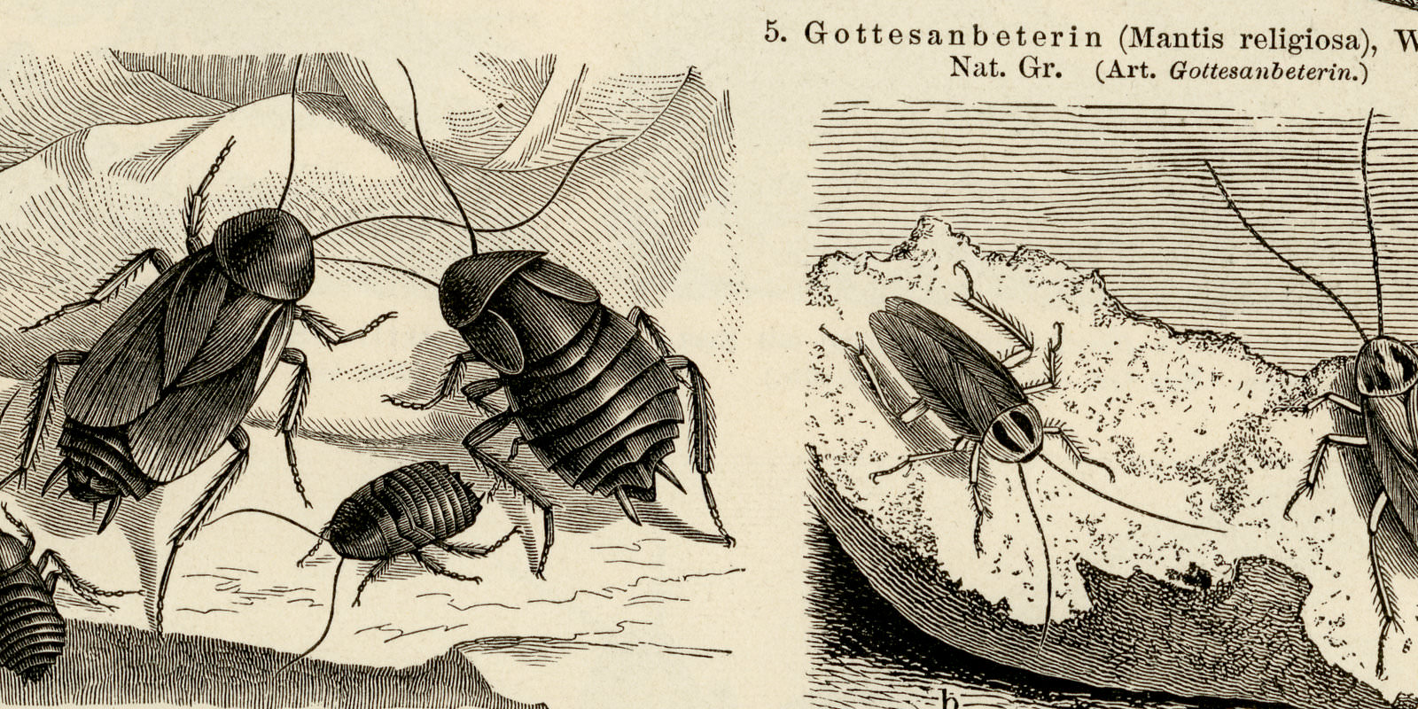Geradflügler I - II ca 1894 historische Bildtafel Holzstich