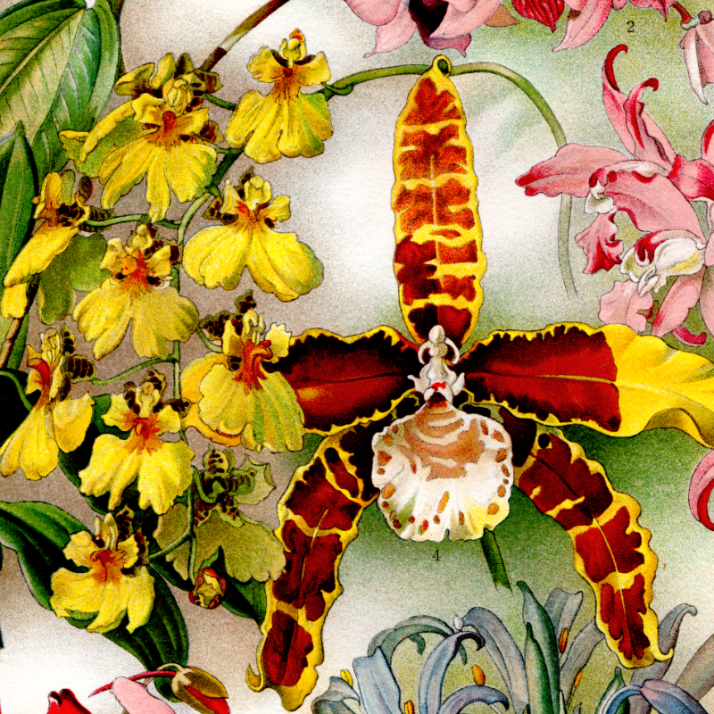 Flora