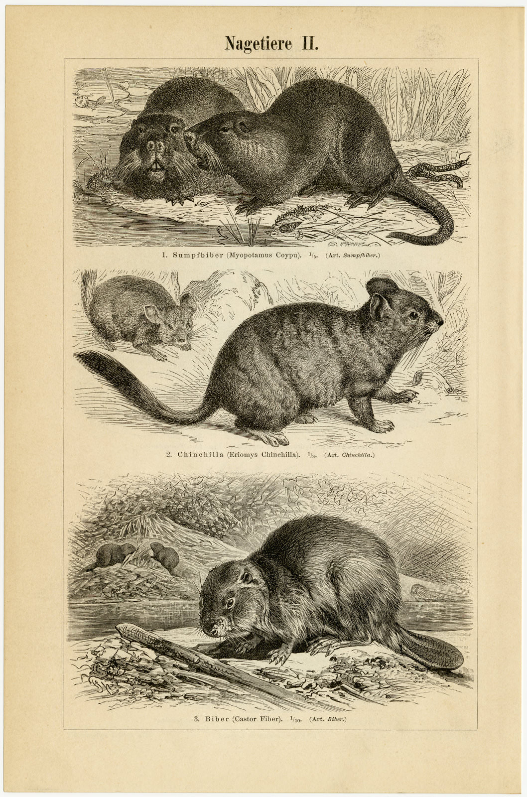 Nagetiere I - II ca 1896 historische Bildtafel Holzstich