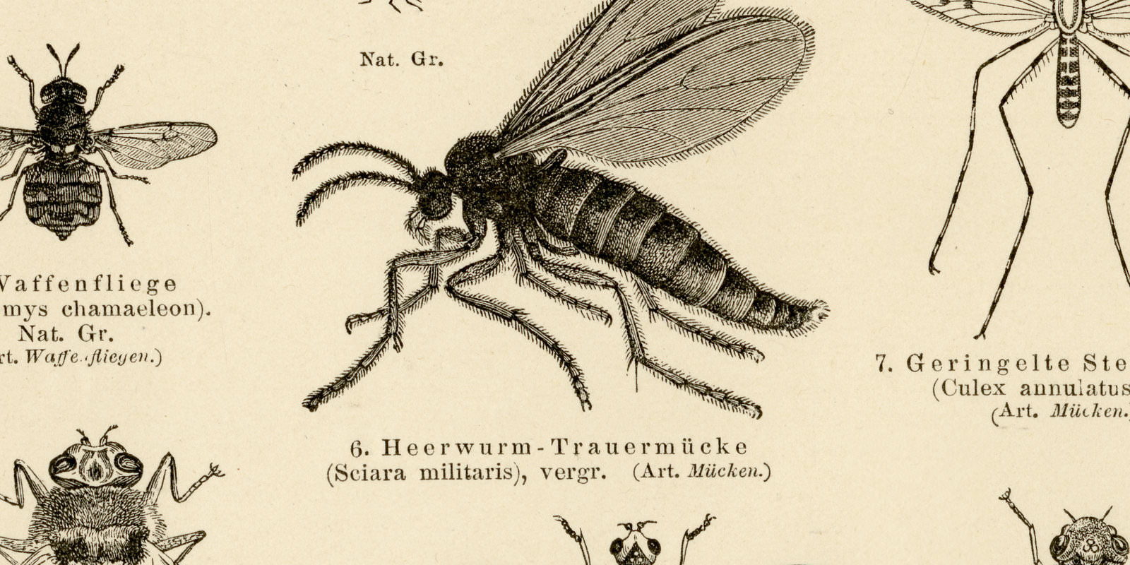 Zweiflügler ca 1897 historische Bildtafel Holzstich