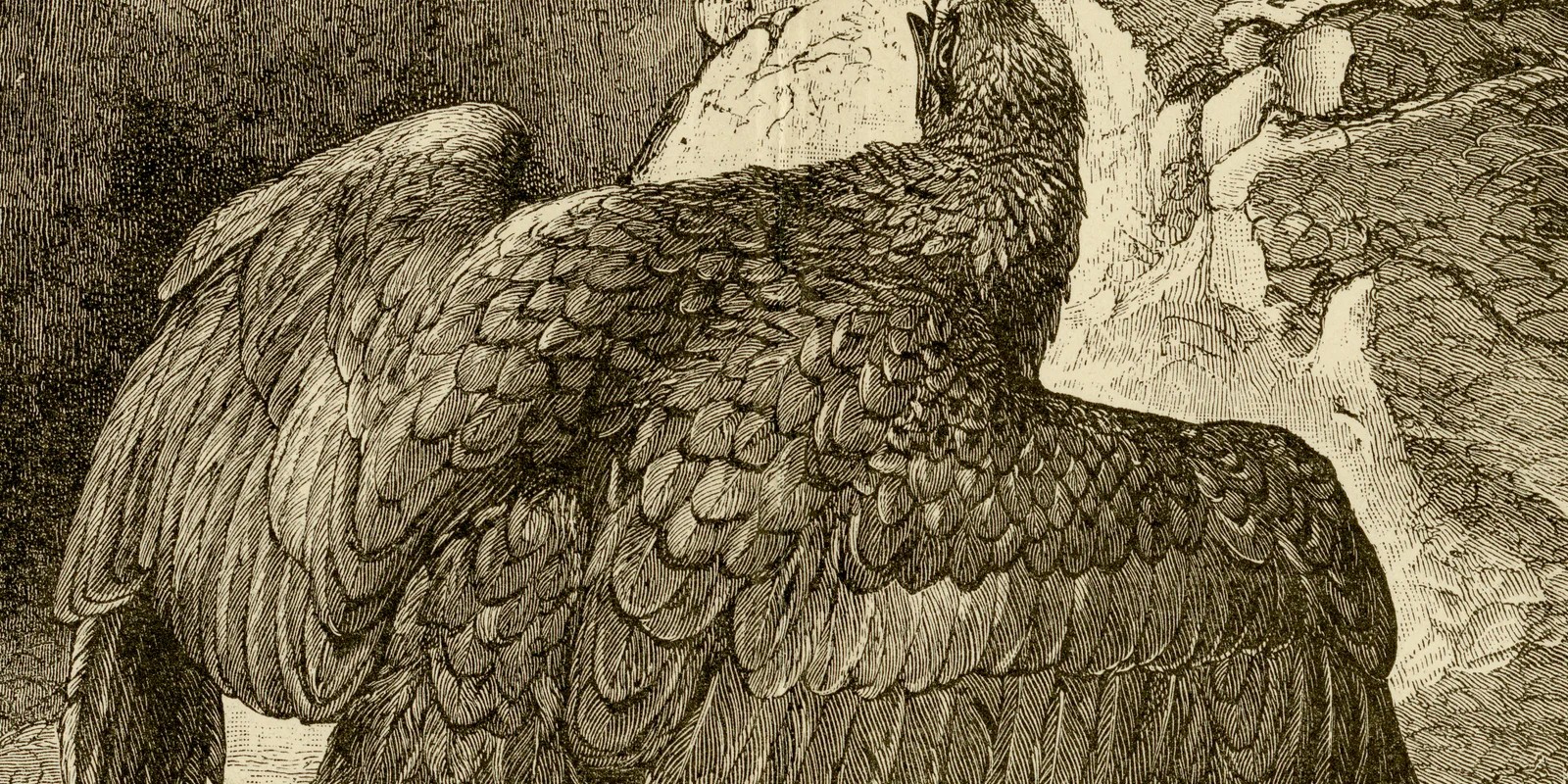 Raubvögel I ca 1886 historische Grafik Holzstich