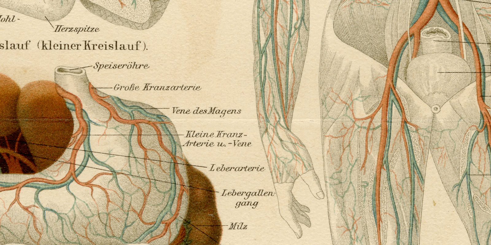 Blutgefässe des Menschen ca 1893 historische Bildtafel Chromolithographie