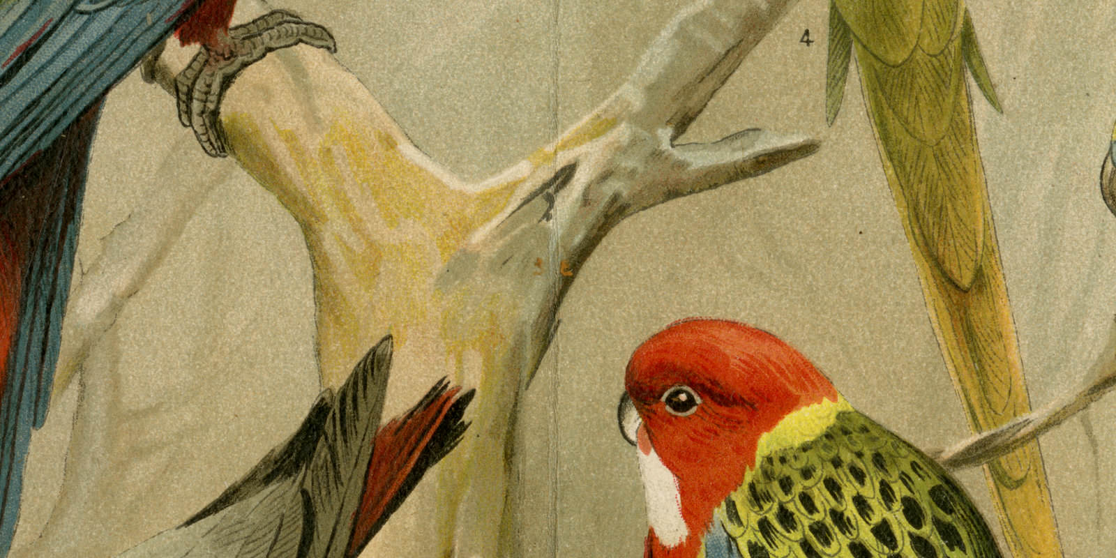 Papageien ca 1896 historische Bildtafel Chromolithographie