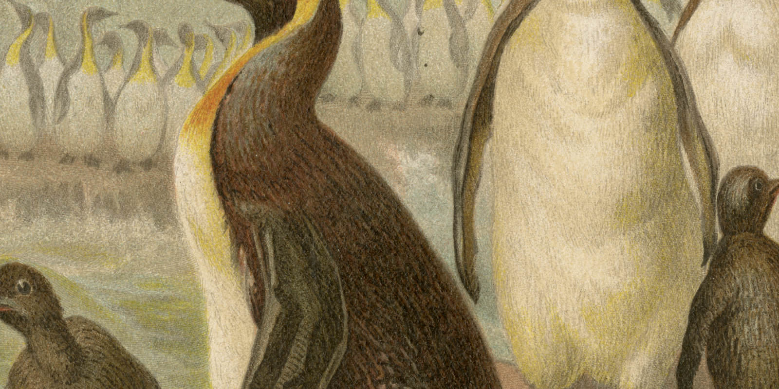 Riesenpinguin Chromolithographie ca 1882