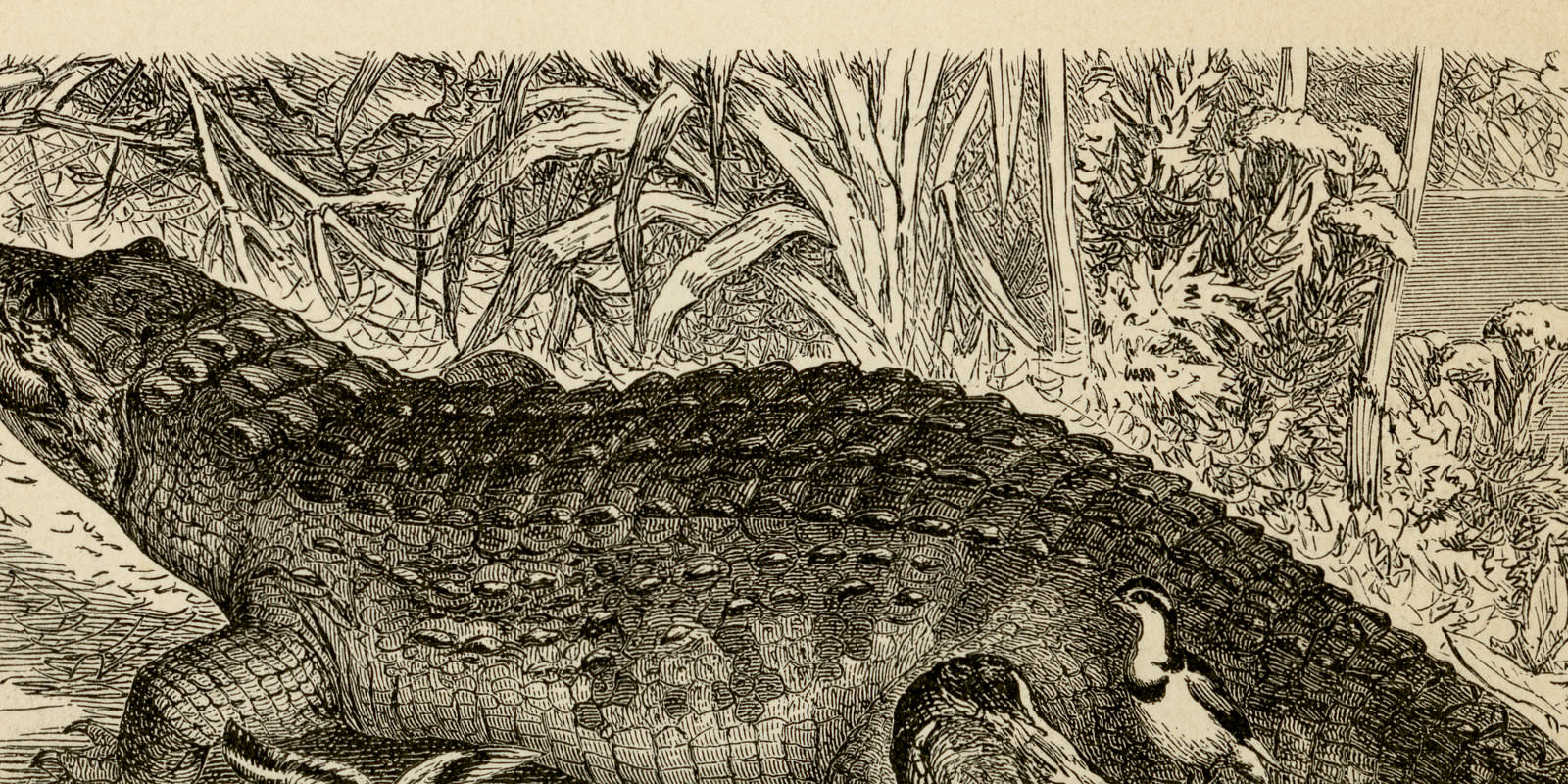 Krokodile I - II ca 1895 historische Bildtafel Holzstich