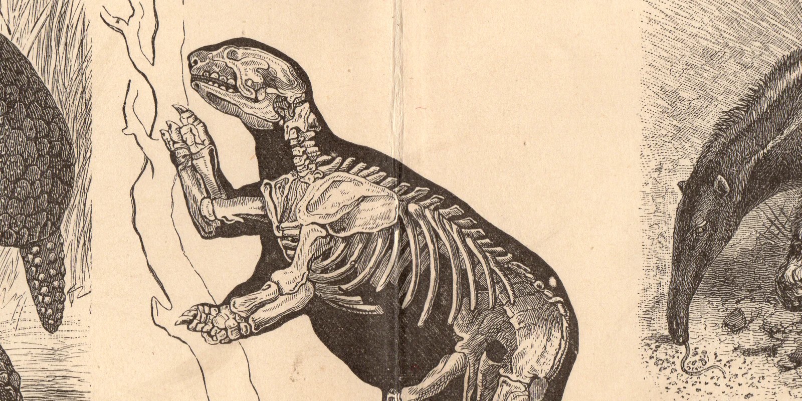 Zahnarme Säugetiere ca 1886 historische Grafik Holzstich
