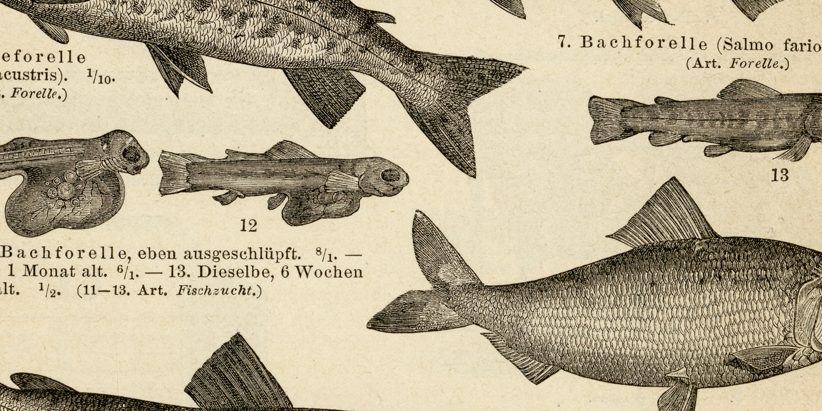 Künstliche Fischzucht I - II ca 1894 historische Bildtafel Holzstich