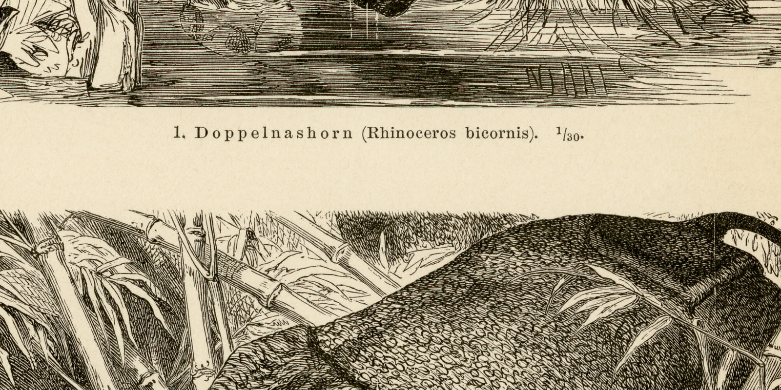 Nashorn ca 1896 historische Bildtafel Holzstich