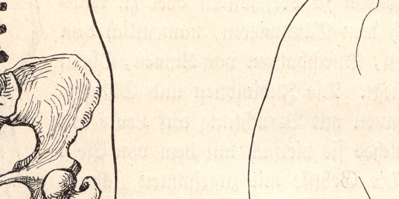 Brustgerüst Venus von Medici ca 1894 Holzstich historische Bildtafel