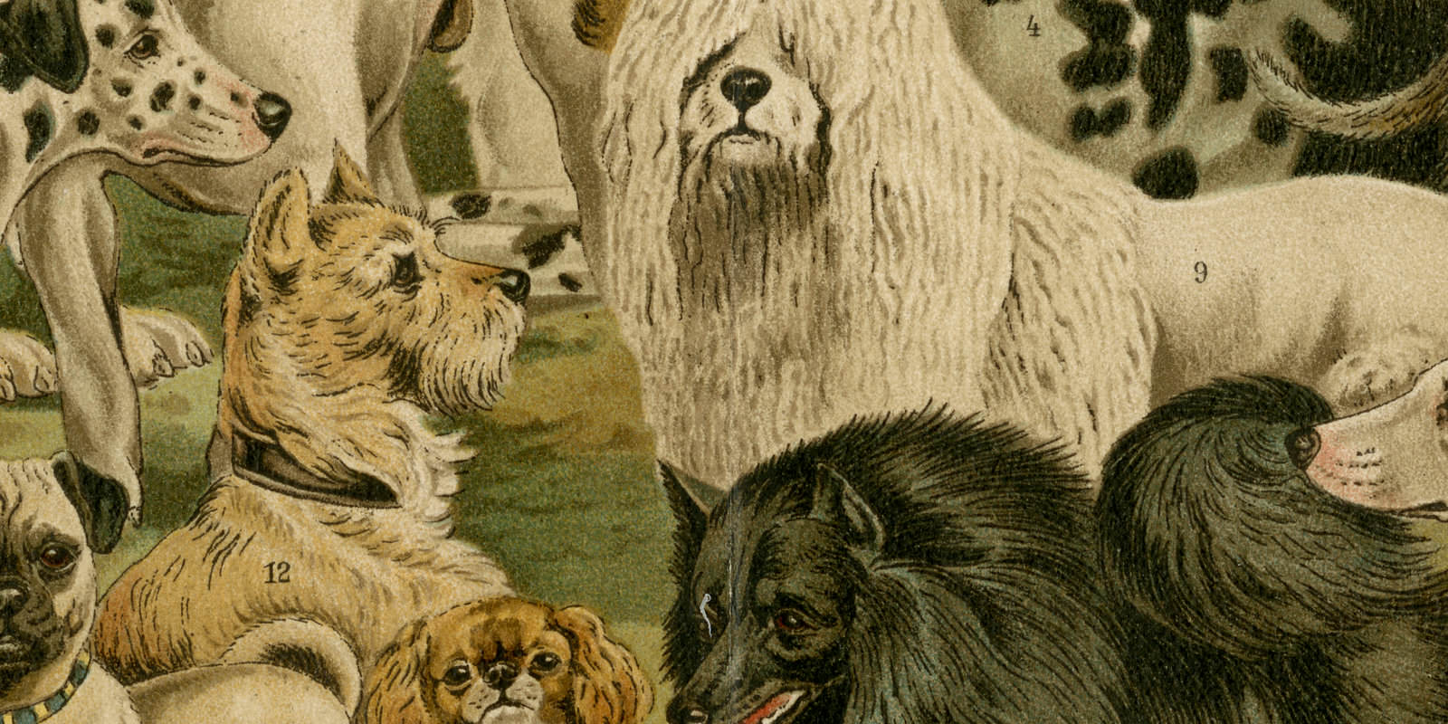 Hunde I ca 1895 historische Bildtafel Chromolithographie