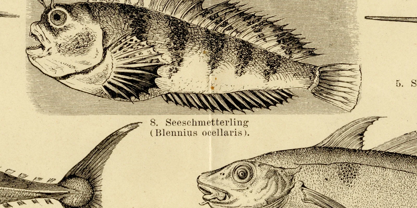 Fische III ca 1883 historische Grafik Holzstich