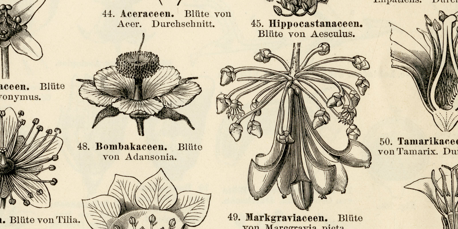 Pflanzensystematik III - IV ca 1899 historische Bildtafel Holzstich