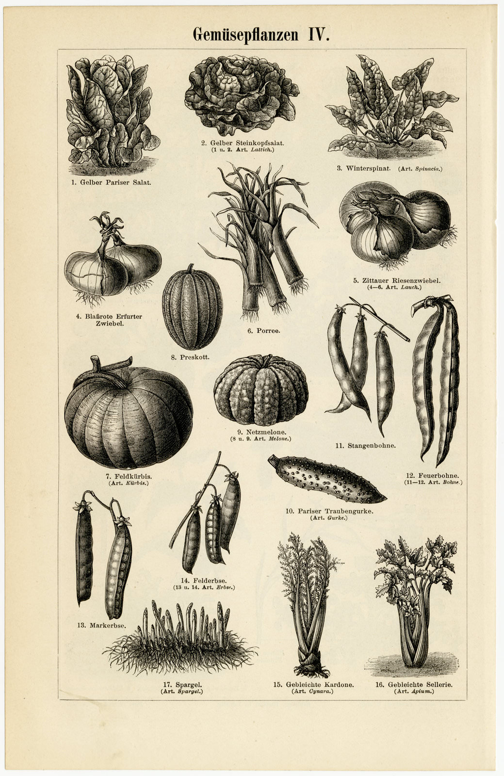 Gemüsepflanzen III - IV ca 1894 historische Bildtafel Holzstich