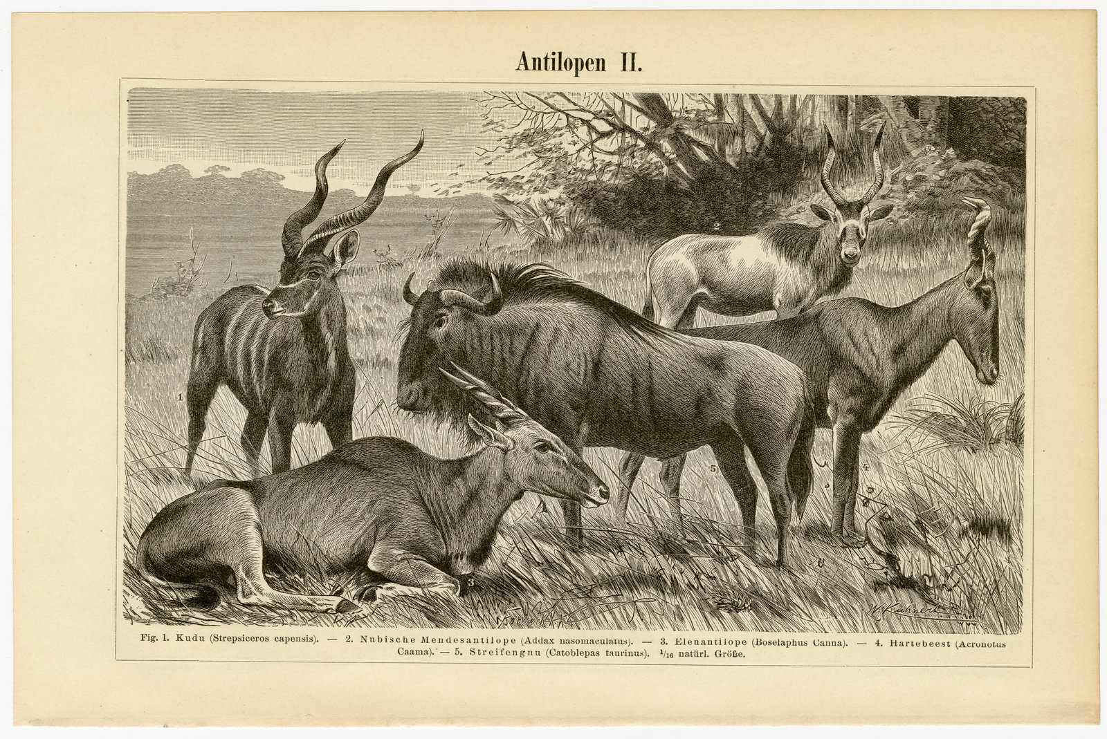 Antilopen I - II ca 1893 historische Bildtafel Holzstich