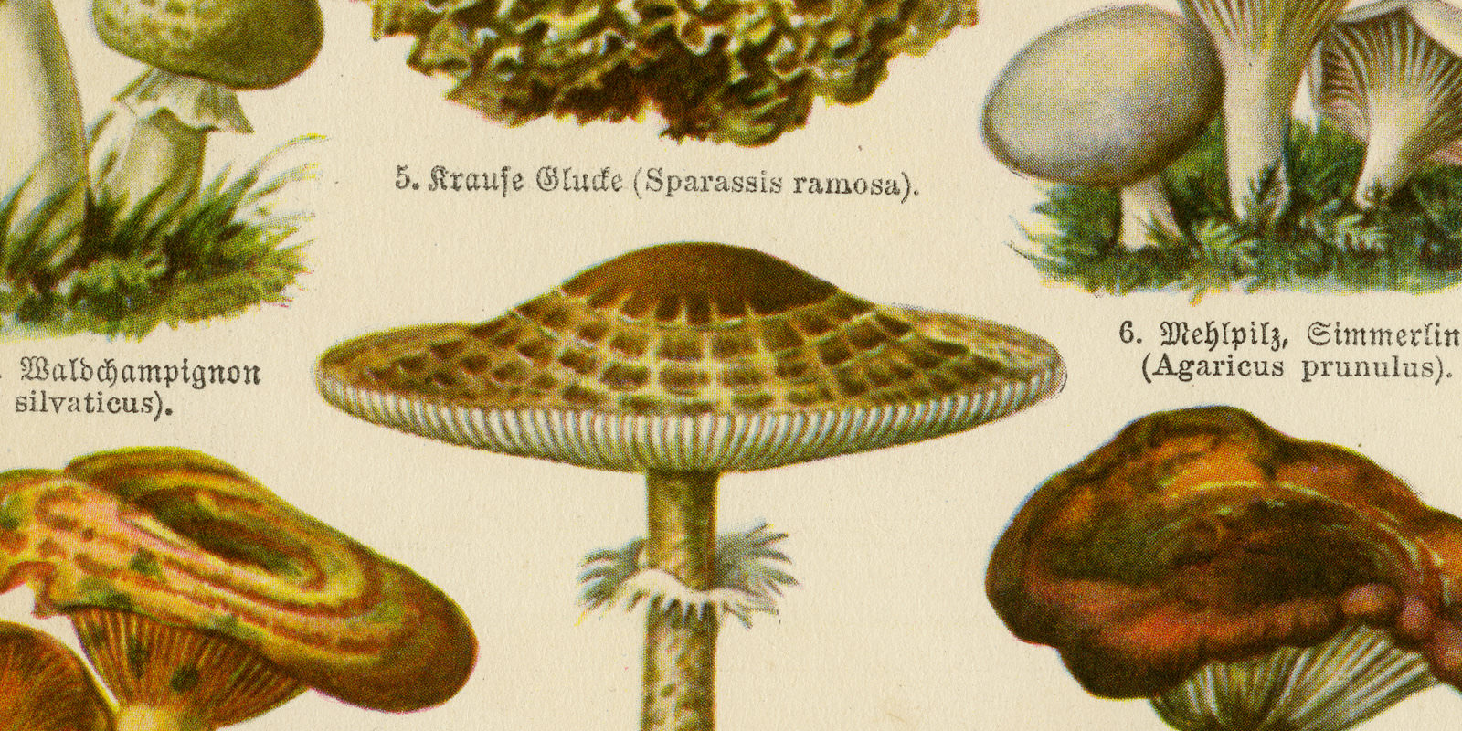 Pilze I essbare ca 1928 historische Bildtafel Chromotypie