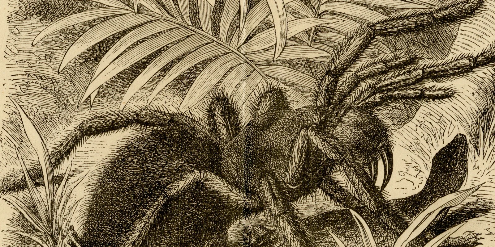 Spinnentiere und Tausendfüßler ca 1886 historische Grafik Holzstich