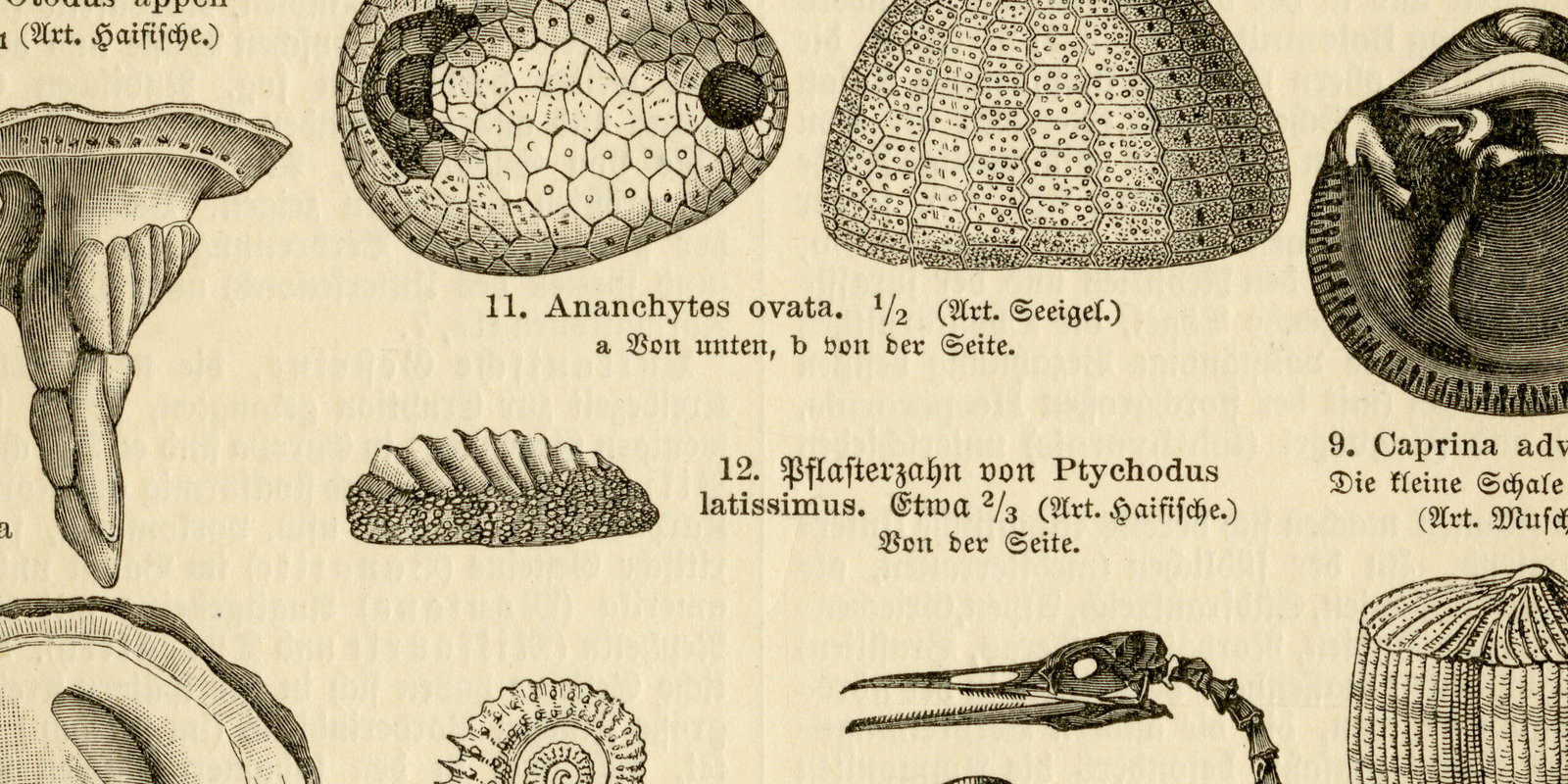 Kreideformation ca 1927 historische Bildtafel Holzstich