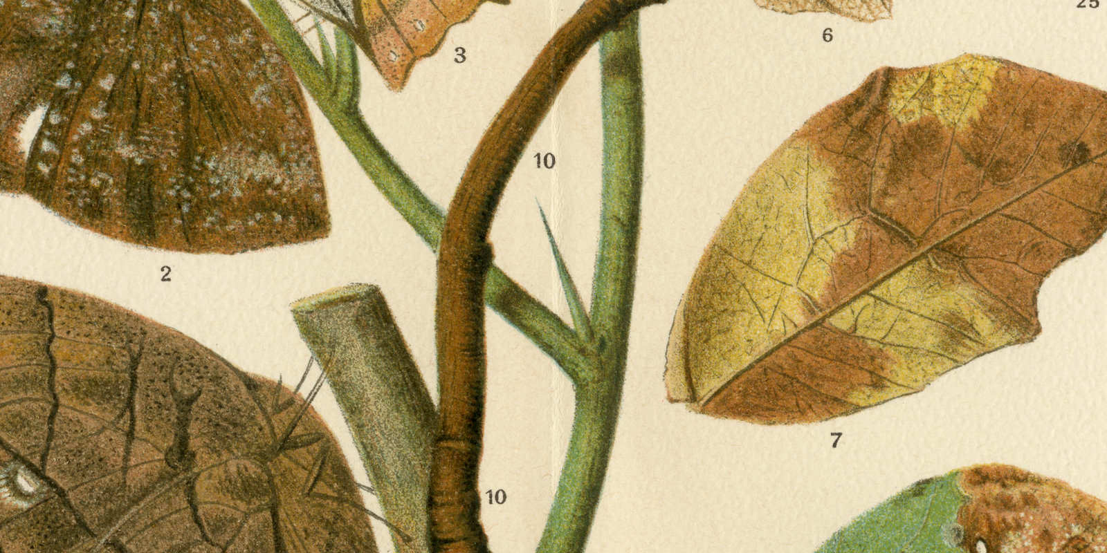 Mimikry Nachahmung bei Insekten ca 1896 historische Bildtafel Chromolithographie