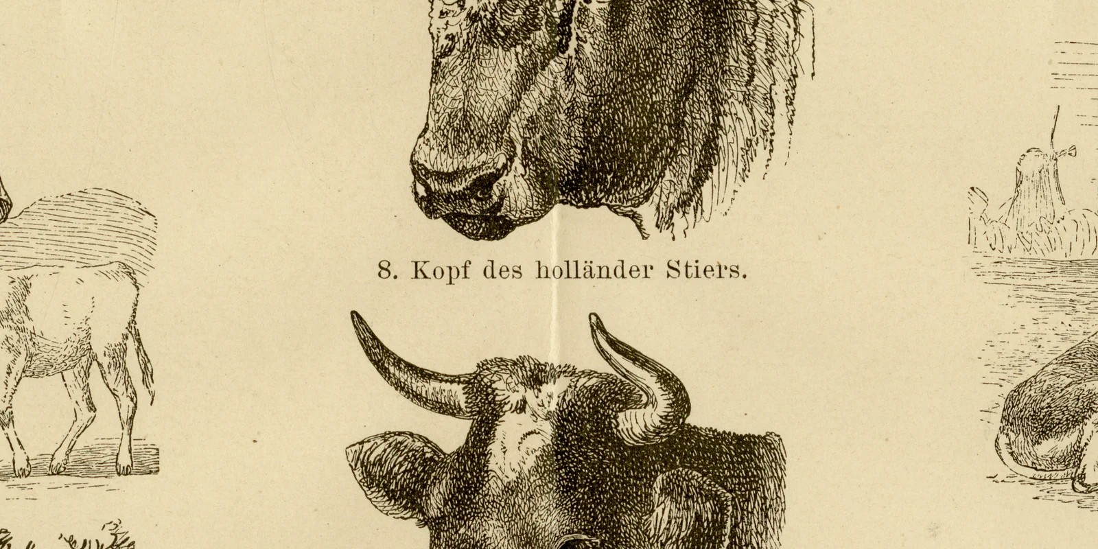 Rindviehrassen ca 1886 historische Grafik Holzstich