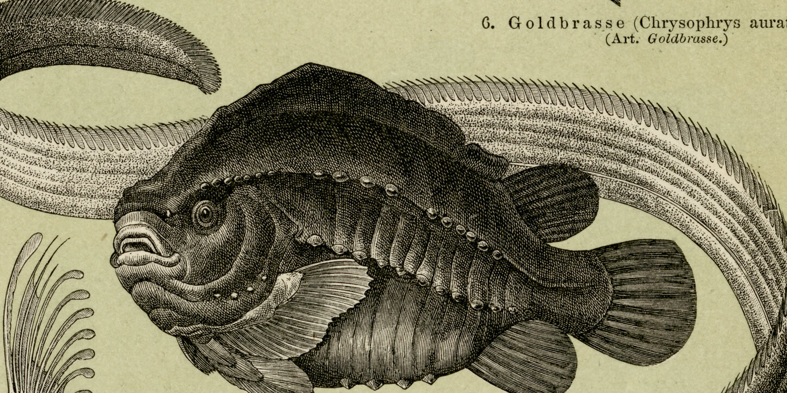 Fische III - IV ca 1894 historische Bildtafel Holzstich