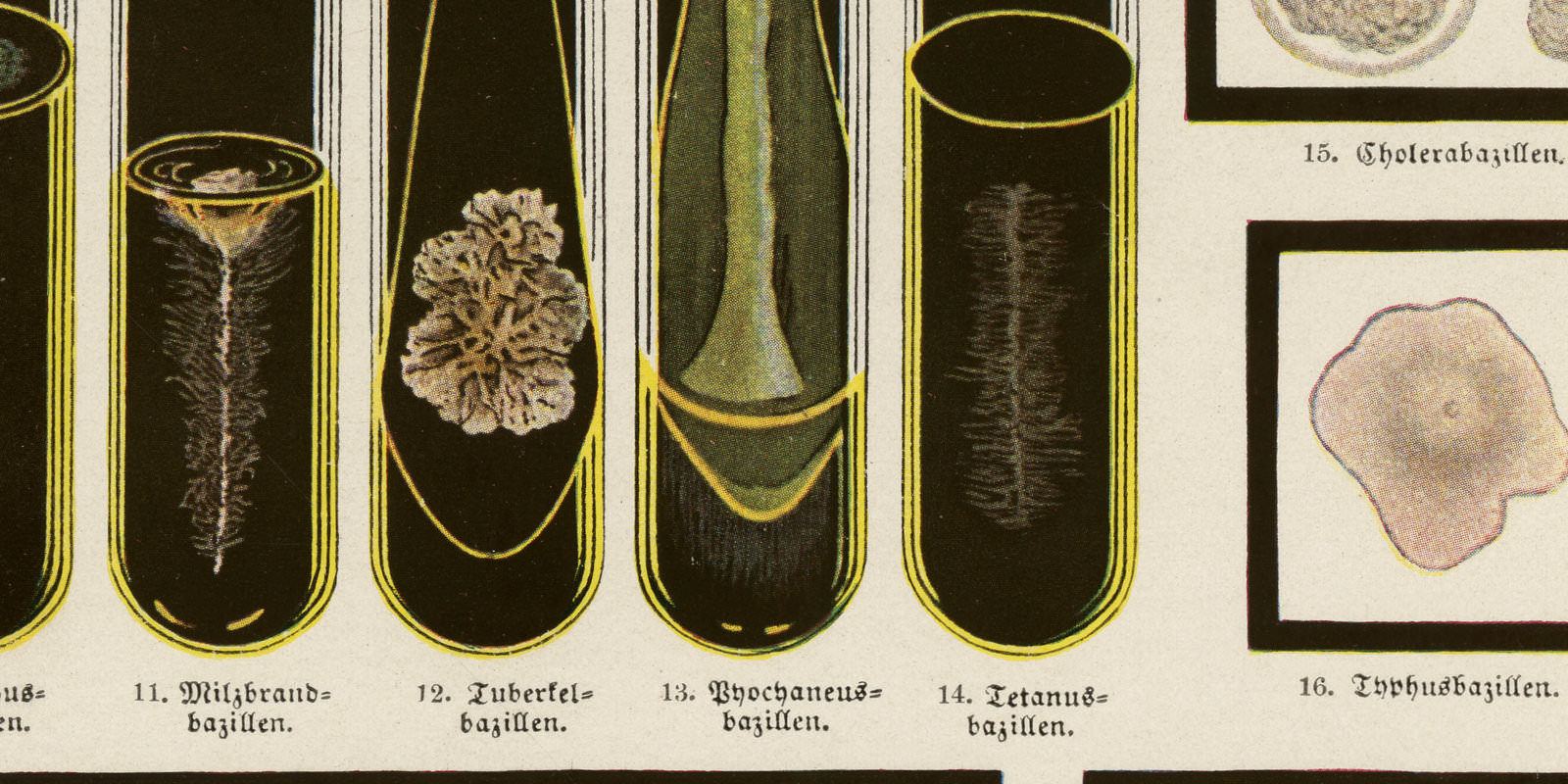 Bakteriologie ca 1924 historische Bildtafel Chromotypie