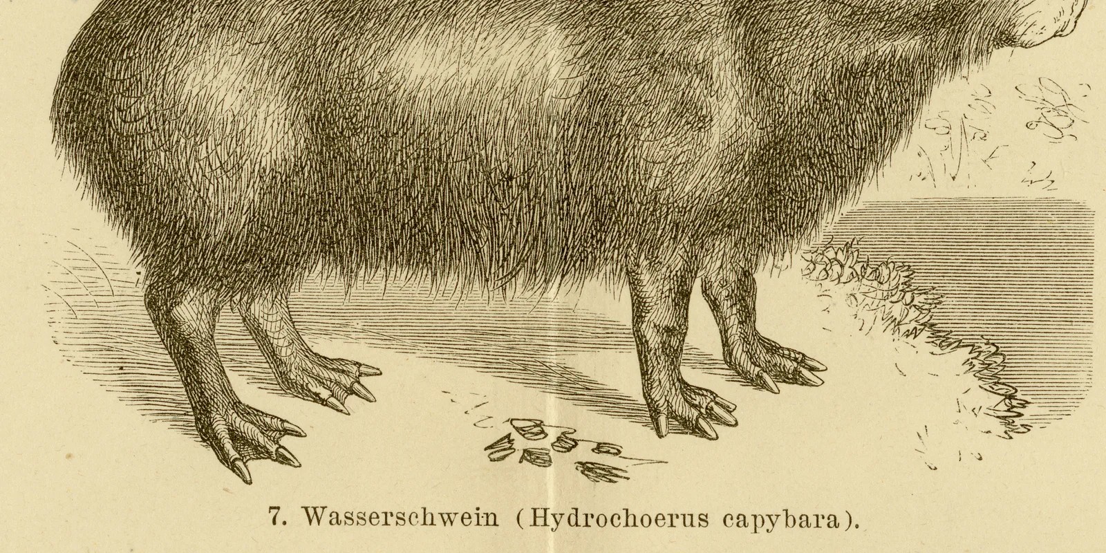 Nagetiere II ca 1885 historische Grafik Holzstich
