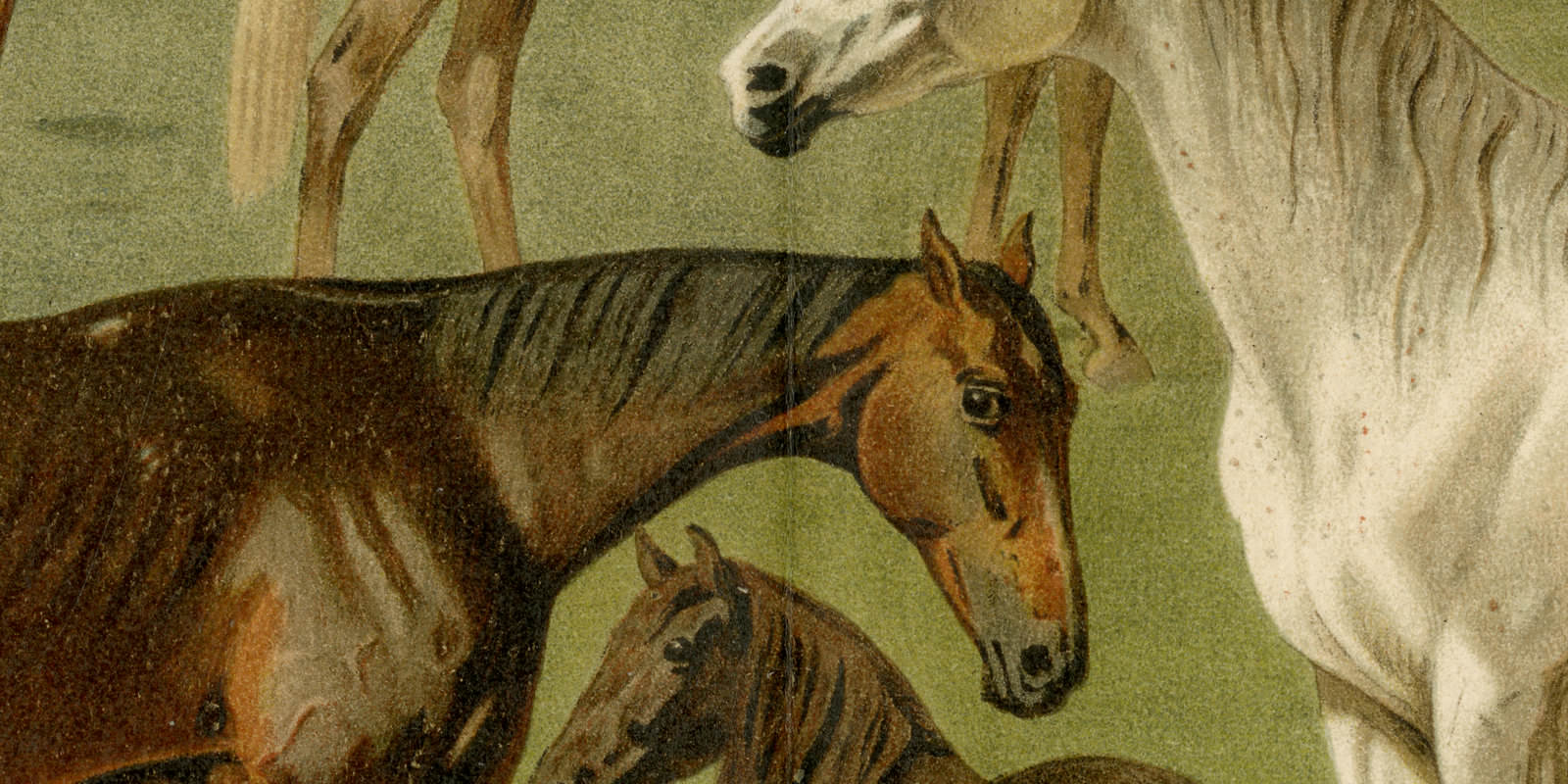 Pferderassen I ca 1896 historische Bildtafel Chromolithographie